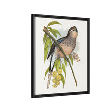 Bourke's Parrakeet (Neopsephotus bourkii) colored wood-engraved plate by Alexander Francis Lydon.