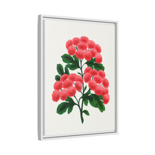 Paul's New Double Flowering Thorn lithograph. Digitally enhanced from our own original 1900 edition plates of Botanical Specimen published by Rochester Lithographing