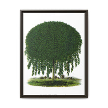 Kilmarnock Weeping Willow tree lithograph. Digitally enhanced from our own original 1900 edition plates of Botanical Specimen published by Rochester Lithographing - NOMADEN ART GALLERY
