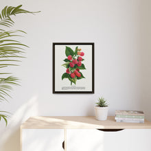 Cuthbert raspberry lithograph. Digitally enhanced from our own original 1900 edition plates of Botanical Specimen published by Rochester Lithographing