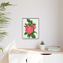 Pink rose, Salet Moss lithograph. Digitally enhanced from our own original 1900 edition plates of Botanical Specimen published by Rochester Lithographing
