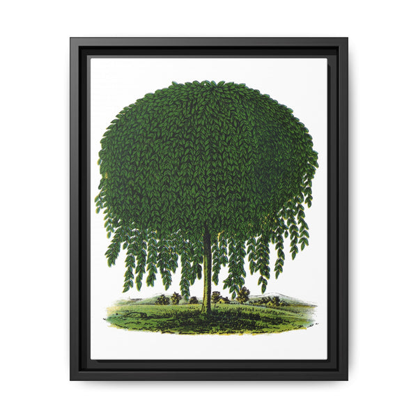Kilmarnock Weeping Willow tree lithograph. Digitally enhanced from our own original 1900 edition plates of Botanical Specimen published by Rochester Lithographing - NOMADEN ART GALLERY