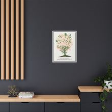 Purple Fringe tree lithograph. Digitally enhanced from our own original 1900 edition plates of Botanical Specimen published by Rochester Lithographing