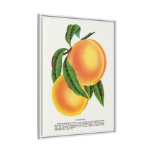 Champion plum lithograph from Botanical Specimen published by Rochester Lithographing