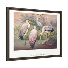 The African Wood Ibis from Zoological sketches (1861-1867) by Joseph Wolf and Philip Lutley Sclater