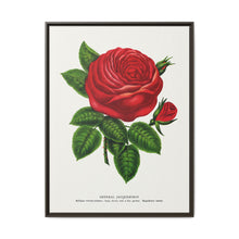 Red rose, General Jacquemont flower lithograph. Digitally enhanced from our own original 1900 edition plates of Botanical Specimen published by Rochester Lithographing - NOMADEN ART GALLERY
