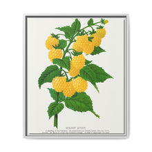 Golden queen raspberry lithograph. Digitally enhanced from our own original 1900 edition plates of Botanical Specimen published by Rochester Lithographing - NOMADEN ART GALLERY