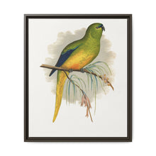 Elegant Parrakeet (Neophema elegans) colored wood-engraved plate by Alexander Francis Lydon - NOMADEN ART GALLERY