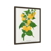 Golden queen raspberry lithograph. Digitally enhanced from our own original 1900 edition plates of Botanical Specimen published by Rochester Lithographing