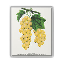 White grape lithograph. Digitally enhanced from our own original 1900 edition plates of Botanical Specimen published by Rochester Lithographing - NOMADEN ART GALLERY