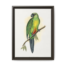 Masked Parrakeet (Prosopeia personata) colored wood-engraved plate by Alexander Francis Lydon
