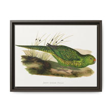 Green Ground Parrot (Pezoporus wallicus) colored wood-engraved plate by Alexander Francis Lydon - NOMADEN ART GALLERY