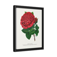 Red rose, American Beauty lithograph. Digitally enhanced from our own original 1900 edition plates of Botanical Specimen published by Rochester Lithographing