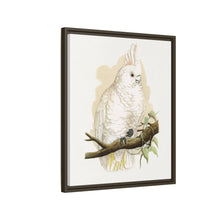 Goffin's Cockatoo (Cacatua goffiniana) colored wood-engraved plate by Alexander Francis Lydon.