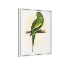Canary-Winged Conure ( Brotogeris versicolurus) colored wood-engraved plate by Alexander Francis Lydon
