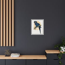 Hyacinthine Macaw (Anodorhynchus hyacinthinus) colored wood-engraved plate by Alexander Francis Lydon.