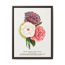 Double Althea in 3 colors lithograph. Digitally enhanced from our own original 1900 edition plates of Botanical Specimen published by Rochester Lithographing - NOMADEN ART GALLERY
