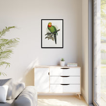 Barraband's Parakeet (Polytelis swainsonii) colored wood-engraved plate by Alexander Francis Lydon