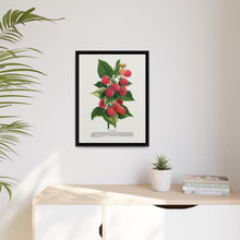 Cuthbert raspberry lithograph. Digitally enhanced from our own original 1900 edition plates of Botanical Specimen published by Rochester Lithographing