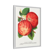Duchess of Oldenburg apples lithograph from Botanical Specimen published by Rochester Lithographing