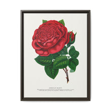 Red rose, American Beauty lithograph. Digitally enhanced from our own original 1900 edition plates of Botanical Specimen published by Rochester Lithographing - NOMADEN ART GALLERY