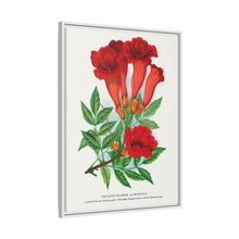 Trumpet flower lithograph. Digitally enhanced from our own original 1900 edition plates of Botanical Specimen published by Rochester Lithographing