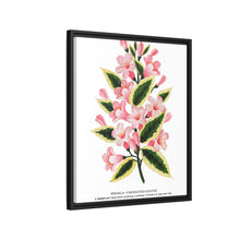 Pink flowers, Weigela lithograph (1900)