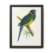 Bauer's Parrakeet (Barnardius zonarius) colored wood-engraved plate by Alexander Francis Lydon. - NOMADEN ART GALLERY