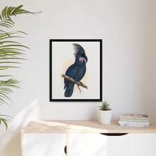 Great Black Cockatoo (Probosciger aterrimus) colored wood-engraved plate by Alexander Francis Lydon