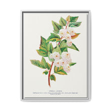 Spirea Aurea flowers lithograph. Digitally enhanced from our own original 1900 edition plates of Botanical Specimen published by Rochester Lithographing - NOMADEN ART GALLERY