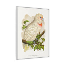 Placa xilográfica coloreada de cacatúa de pico fino (Cacatua tenuirostris) de Alexander Francis Lydon.