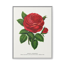 Red rose, General Jacquemont flower lithograph. Digitally enhanced from our own original 1900 edition plates of Botanical Specimen published by Rochester Lithographing - NOMADEN ART GALLERY