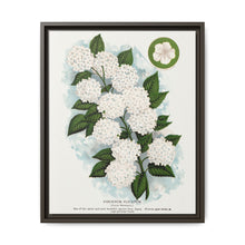 Japanese snowball flower lithograph. Digitally enhanced from our own original 1900 edition plates of Botanical Specimen published by Rochester Lithographing - NOMADEN ART GALLERY