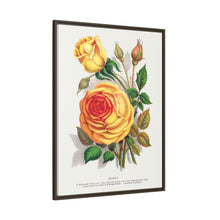 lithograph from Botanical Specimen published by Rochester Lithographing
