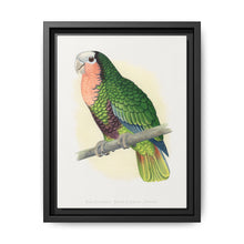 Red-Throated White-Fronted Amazon (Amazona leucocephala) colored wood-engraved plate by Alexander Francis Lydon. - NOMADEN ART GALLERY