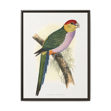 Pileated Parrakeet (Pionopsitta pileata) colored wood-engraved plate by Alexander Francis Lydon. - NOMADEN ART GALLERY