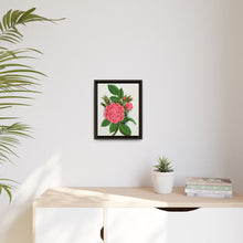 Pink rose, Salet Moss lithograph. Digitally enhanced from our own original 1900 edition plates of Botanical Specimen published by Rochester Lithographing