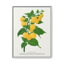Golden queen raspberry lithograph. Digitally enhanced from our own original 1900 edition plates of Botanical Specimen published by Rochester Lithographing - NOMADEN ART GALLERY