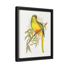 Orange-Bellied Parrakeet (Neophema chrysogaster) colored wood-engraved plate by Alexander Francis Lydon. - NOMADEN ART GALLERY