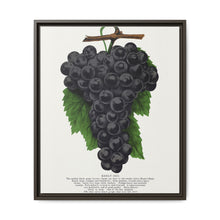 Early Ohio grape lithograph. Digitally enhanced from our own original 1900 edition plates of Botanical Specimen published by Rochester Lithographing - NOMADEN ART GALLERY