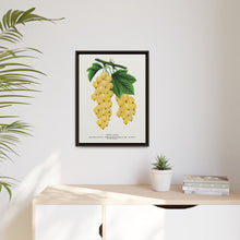 White Grape Lithograph | Vintage Botanical Wall Art Print