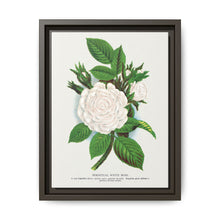 Rose, Perpetual White Moss lithograph. Digitally enhanced from our own original 1900 edition plates of Botanical Specimen published by Rochester Lithographing - NOMADEN ART GALLERY
