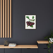 Black Tartarian cherry lithograph. Digitally enhanced from our own original 1900 edition plates of Botanical Specimen published by Rochester Lithographing