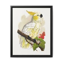 Lesser Lemon-Crested Cockatoo (Cacatua sulphurea) colored wood-engraved plate by Alexander Francis Lydon - NOMADEN ART GALLERY
