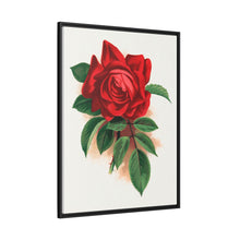 Red rose, Alfred Colomb lithograph. Digitally enhanced from our own original 1900 edition plates of Botanical Specimen published by Rochester Lithographing