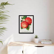 Duchess of Oldenburg apples lithograph from Botanical Specimen published by Rochester Lithographing