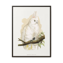Goffin's Cockatoo (Cacatua goffiniana) colored wood-engraved plate by Alexander Francis Lydon. - NOMADEN ART GALLERY