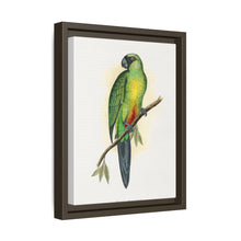 Masked Parrakeet (Prosopeia personata) colored wood-engraved plate by Alexander Francis Lydon