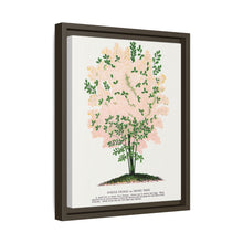 Purple Fringe tree lithograph. Digitally enhanced from our own original 1900 edition plates of Botanical Specimen published by Rochester Lithographing