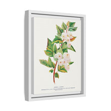 Spirea Aurea flowers lithograph. Digitally enhanced from our own original 1900 edition plates of Botanical Specimen published by Rochester Lithographing